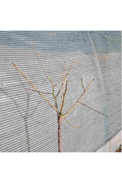 Сhaenomeles speciosa Yukigoten on shtambe